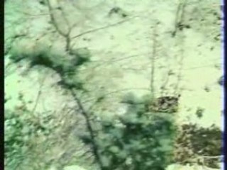 Chien nordique de chasse