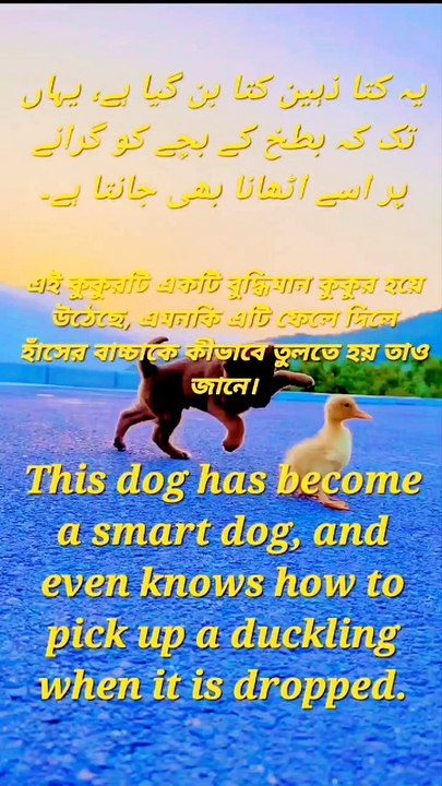 This dog has become a smart dog,