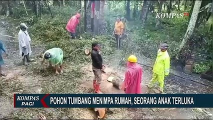 Pohon Tumbang Timpa Rumah Warga Gianyar Bali Sebabkan Seorang Anak Terluka