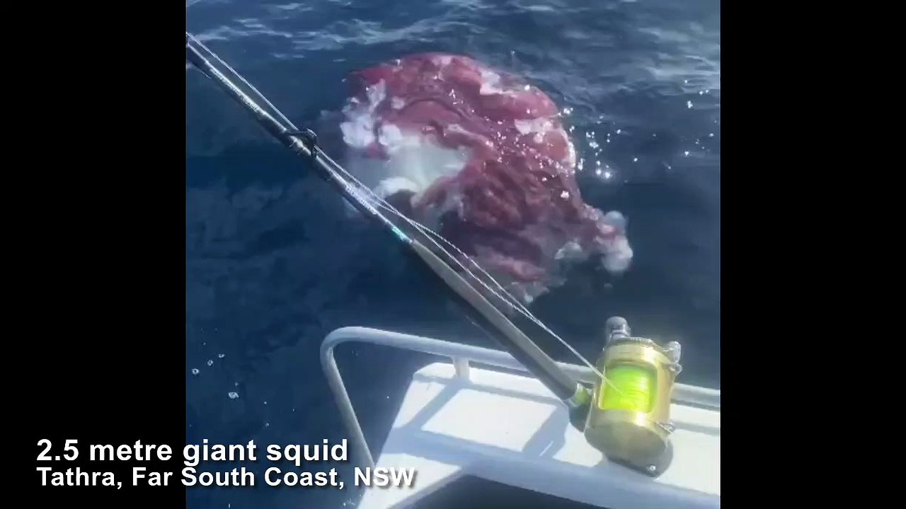 Giant squid caught near Tathra