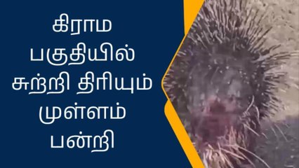 கோவை: காயங்களுடன் சுற்றி திரியும் முள்ளம் பன்றி!