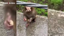 Aç olmasına rağmen yemeğini paylaşan yavru maymun sosyal medyada gündem oldu