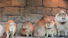 animal_kv