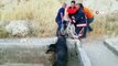 Nusaybin'de sulama kanalına düşen domuzu itfaiye ekipleri kurtardı