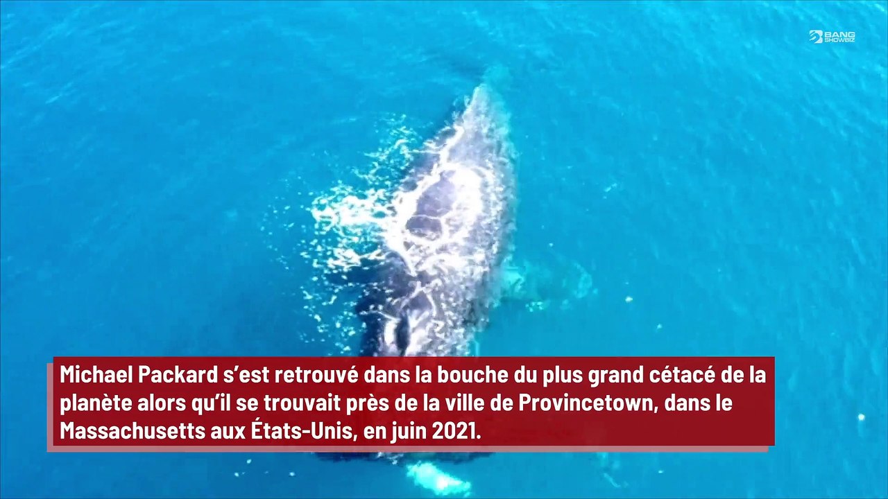 'J'ai été piégé pendant 30 à 40 secondes' : Un homme survit après avoir été avalé par une baleine !