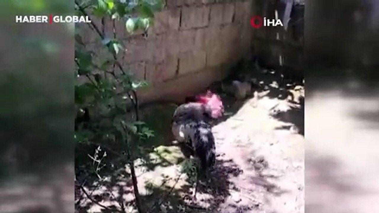 Hızlı öten horoz, nefesi tükenince baygınlık geçirdi, o anlar izlenme rekoru kırdı