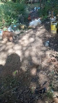 Meus animais , minhas fofuras❤