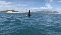 Hai cá voi quý hiếm lại xuất hiện ở vùng biển Bình Định
