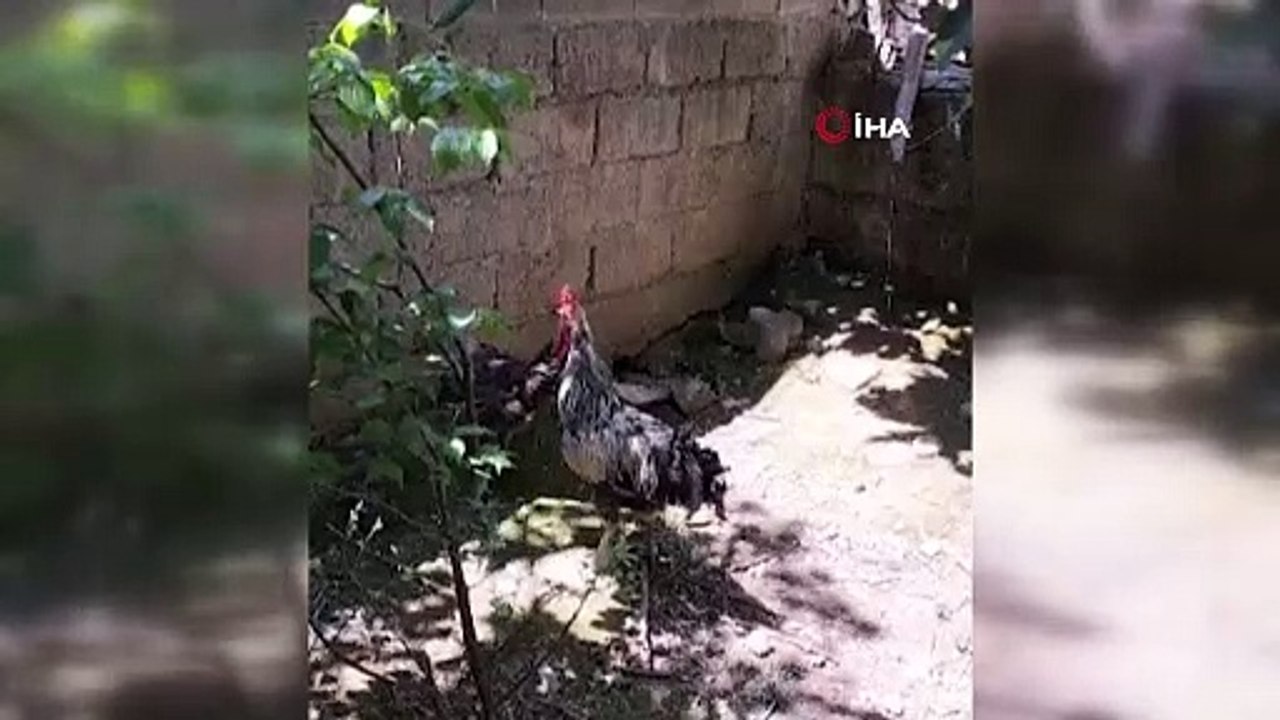 Ölmedi bayıldı... Nefesi kesilen horoz sosyal medyada gündem oldu