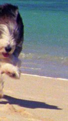 CAM - Les choses à savoir absolument avant d’emmener son chien en vacances