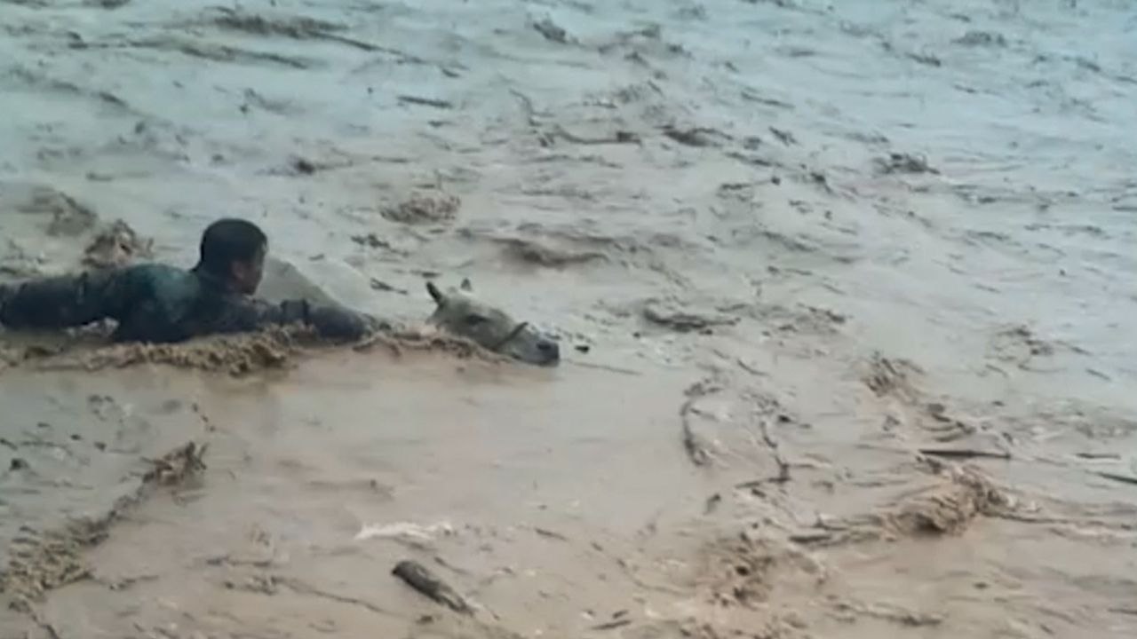 Hero Villagers Jump Into Floods To Rescue Cows From Being Swept Away | Wild-ish TV