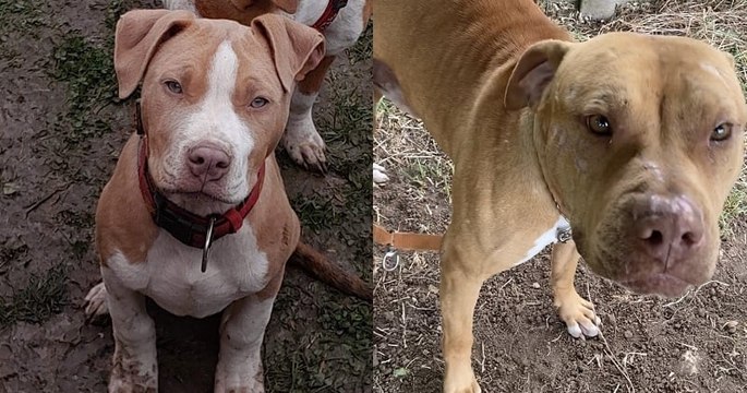 L'association Règne Animal encourage l'adoption responsable des chiens