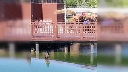 Karganın ağzından çıkanı duyanlar neye uğradıklarını şaşırdı