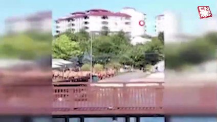 Elazığ'da 'Allah' diyen karga, görenleri şaşırttı