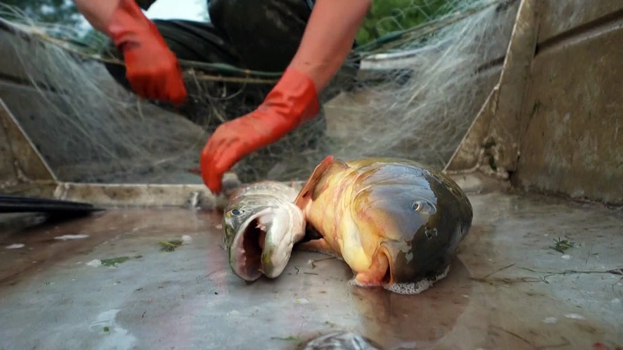 Der letzte französische Rhein-Fischer