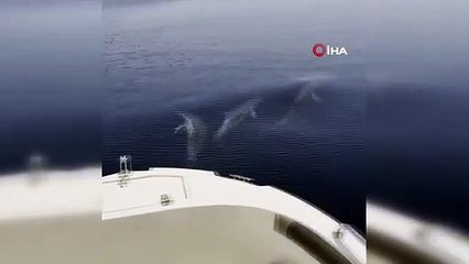 Delfine konkurrieren mit Fischerbooten in der Bucht von Saros