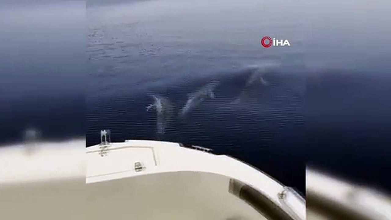 Delfine konkurrieren mit Fischerbooten in der Bucht von Saros