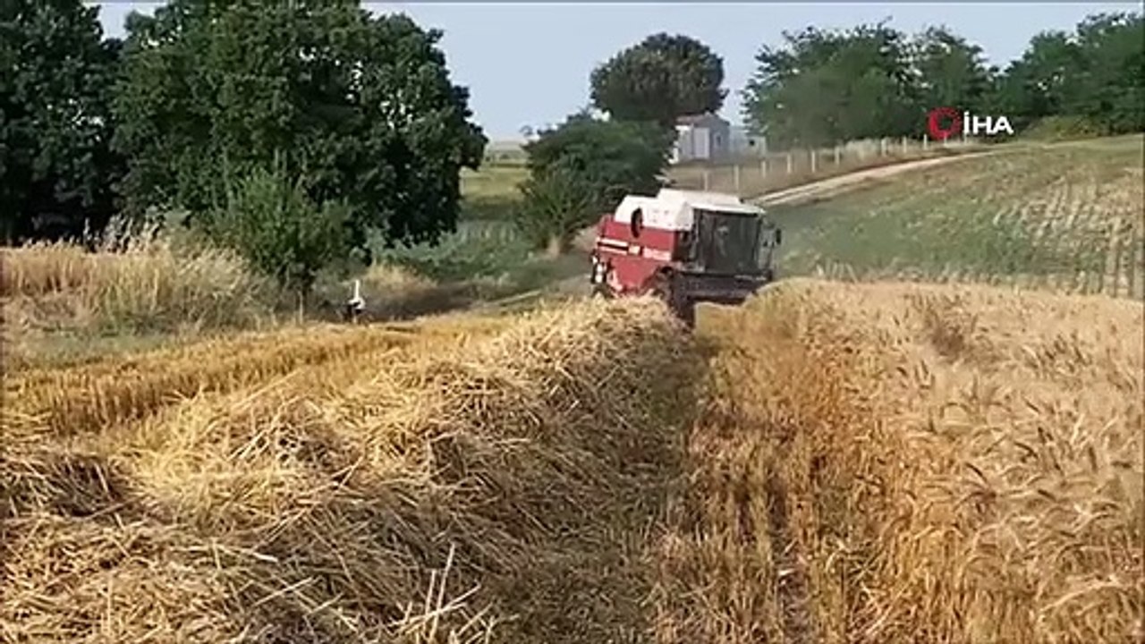 Des cigognes pourchassant des moissonneuses-batteuses vues comme ceci