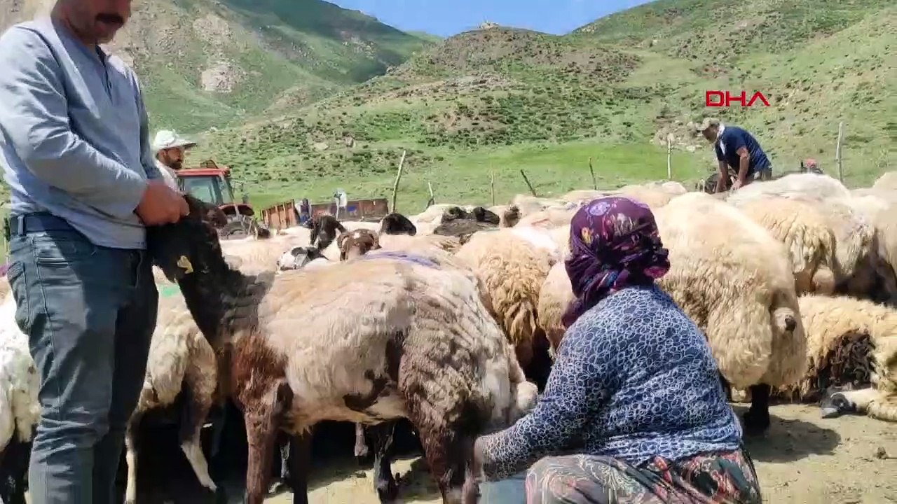 Der iranische Schäferhund arbeitet in Hakkari mit einem Monatslohn von 20.000 TL