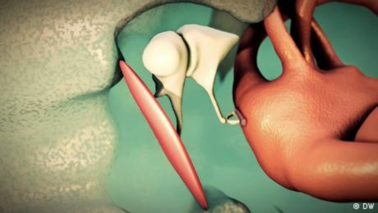 Hearing: From the outer ear to the brain