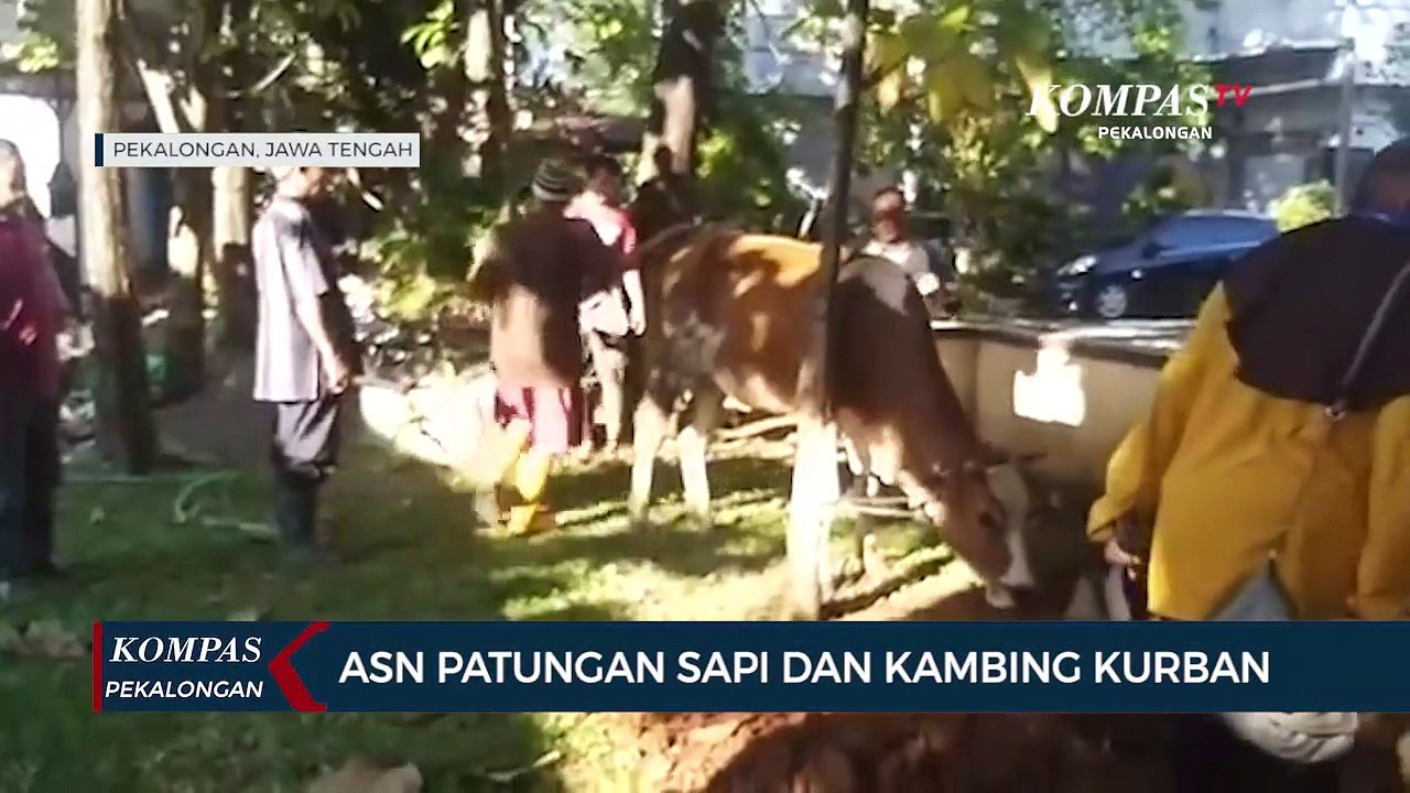 Pemkot Pekalongan Sembelih 6 Sapi dan Belasan Kambing untuk Idul Adha 1444 H