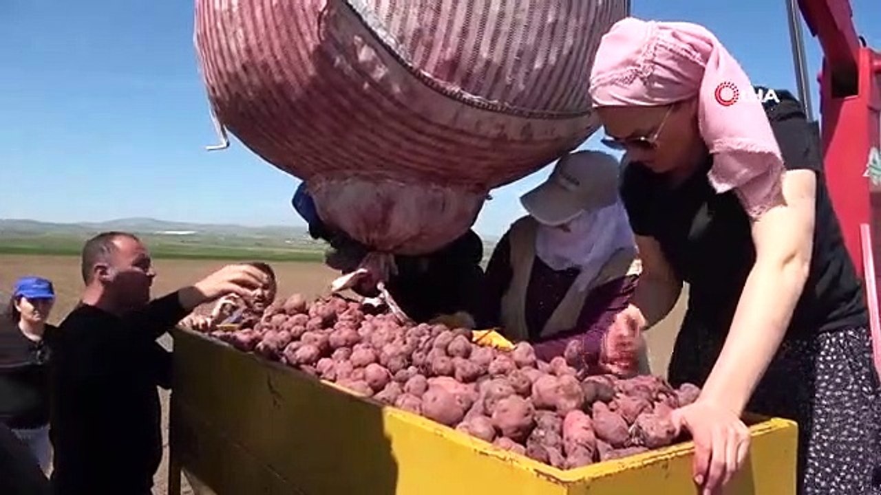 Eine Landwirtin mit Cambridge-Abschluss versucht, lila Kartoffeln in Anatolien bekannt zu machen