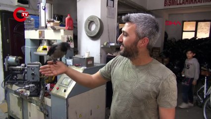 Sokaklarda gezen Kral: İnsanlarla maç izleyen karga