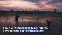 Vietnam farmers planting in the dark as heatwave looms