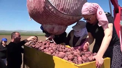 Une agricultrice diplômée de Cambridge tente de populariser la pomme de terre violette en Anatolie