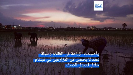 شاهد: مزارعو الأرز في فيتنام يستغلون برودة الليل لبدء غرس بذورهم