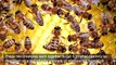 Honey Badgers Team Up With Honey-Finding Birds in Interspecies Cooperation
