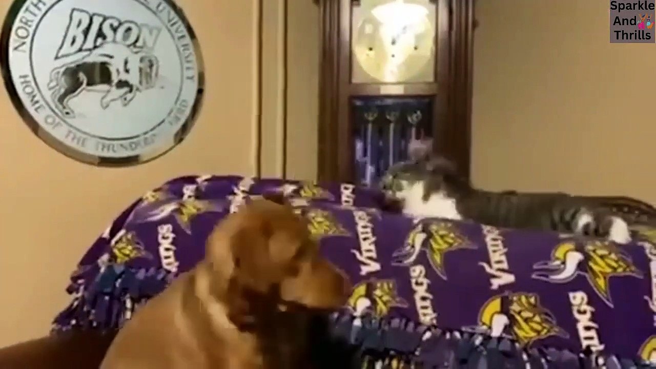 Funny cat and dog compilation