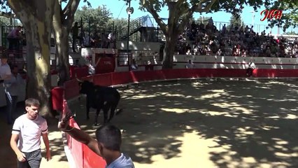 Lou Pougaou De Montfrin l'avant course 2 Juillet 2023