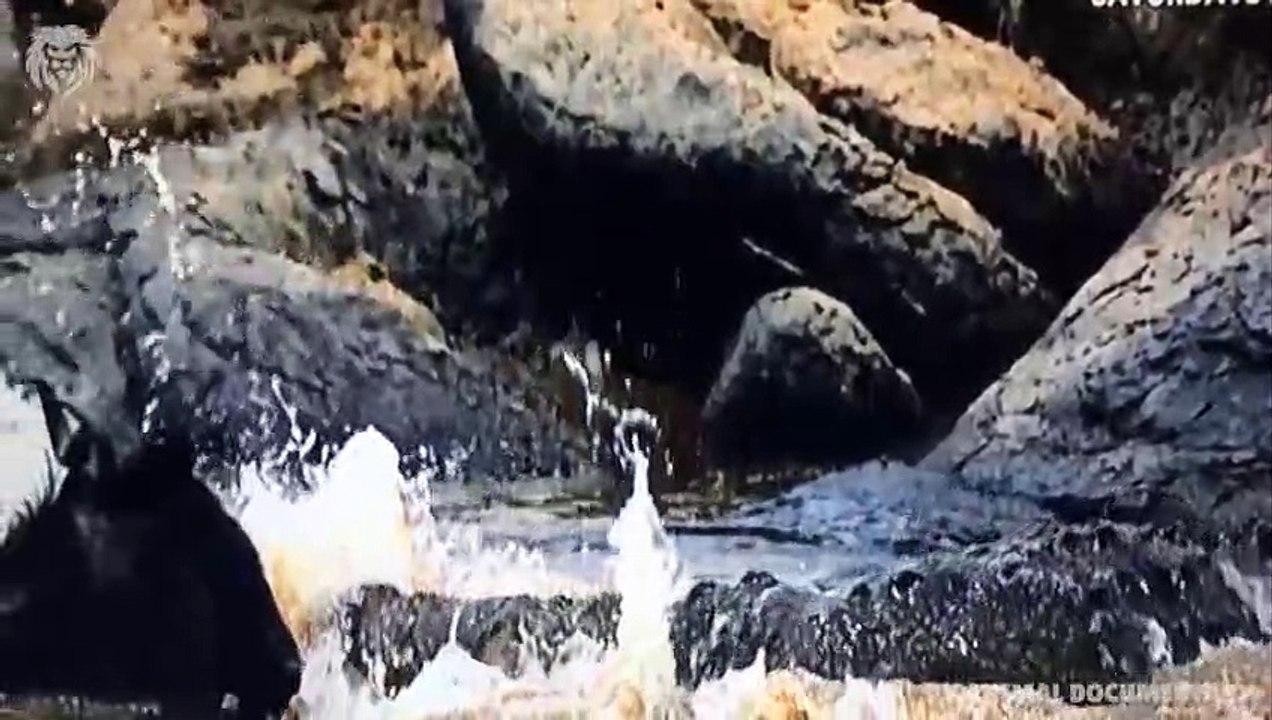 Angry Hippo saves Zebra from Crocodile , Wild Animals Attack (3)