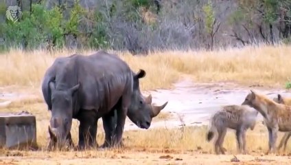Extreme fight Buffalo vs Hyena to save her baby, Wild Animals Attack