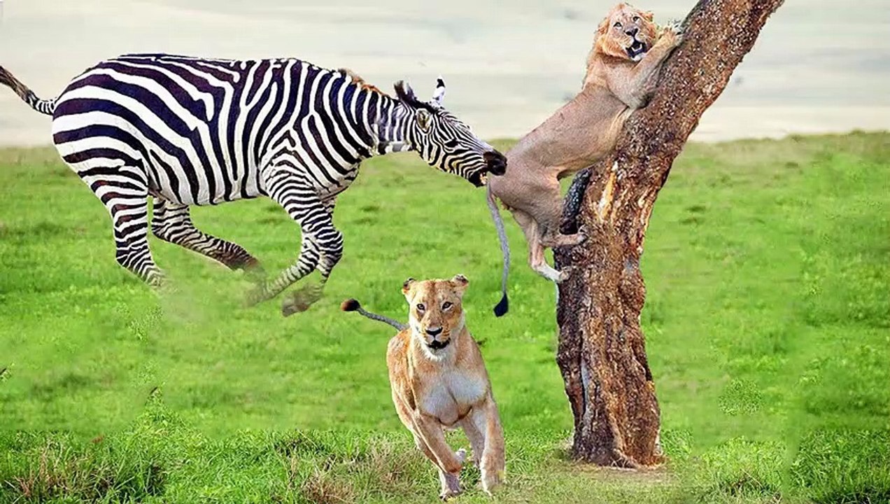 Extreme fight Zebra vs Lion to save her baby, Wild Animals Attack (2)