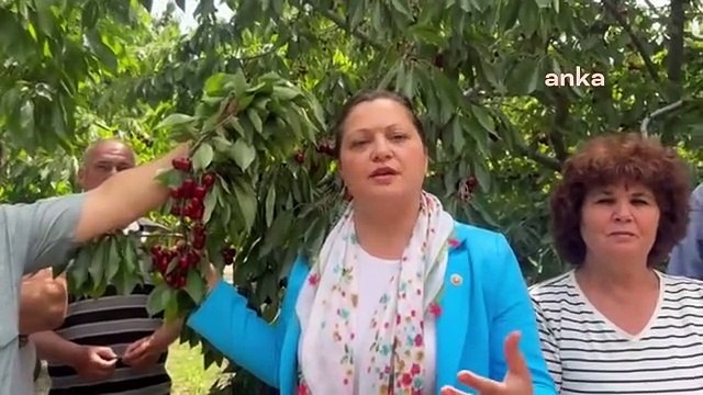 Burcu Köksal, Afyonkarahisar'da Kiraz Üreticilerinin Sorunlarını Dinledi: Çiftçi, Kilo Başına En Az 6 TL Zarar Ediyor