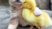 Dog video