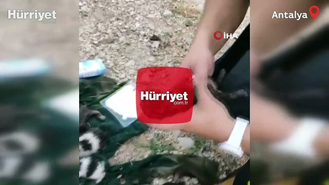 Dumandan etkilenen yavru kediyi kalp masajı ve suni teneffüsle hayata döndürdü
