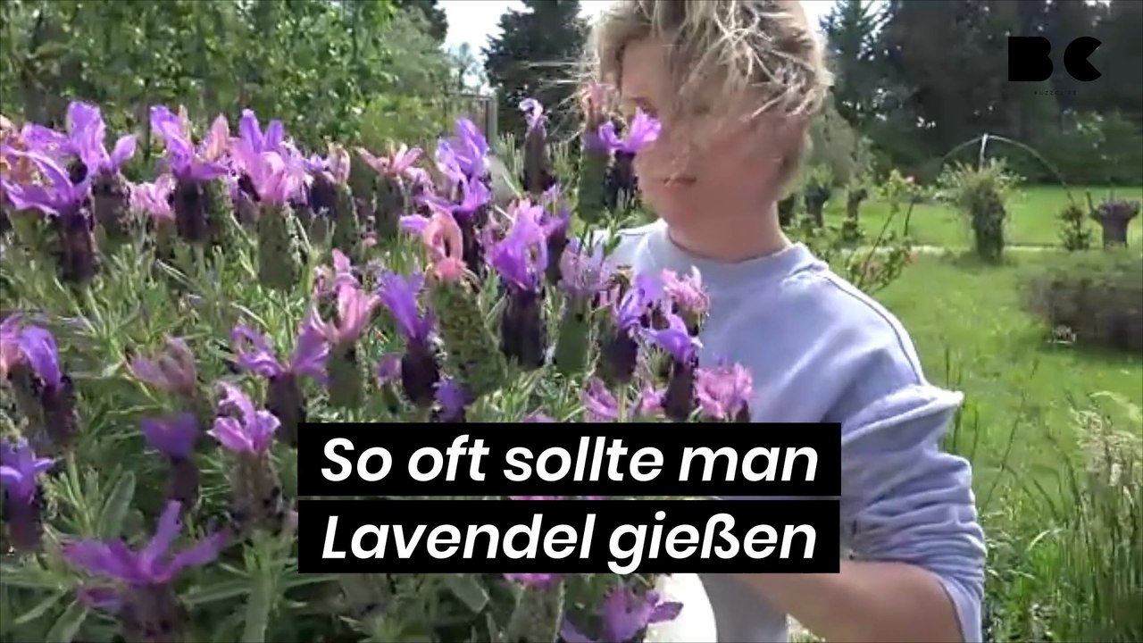 So oft sollte man Lavendel gießen