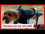 Cãozinho tetraplégico ganha cadeira de rodas de estudantes em SC