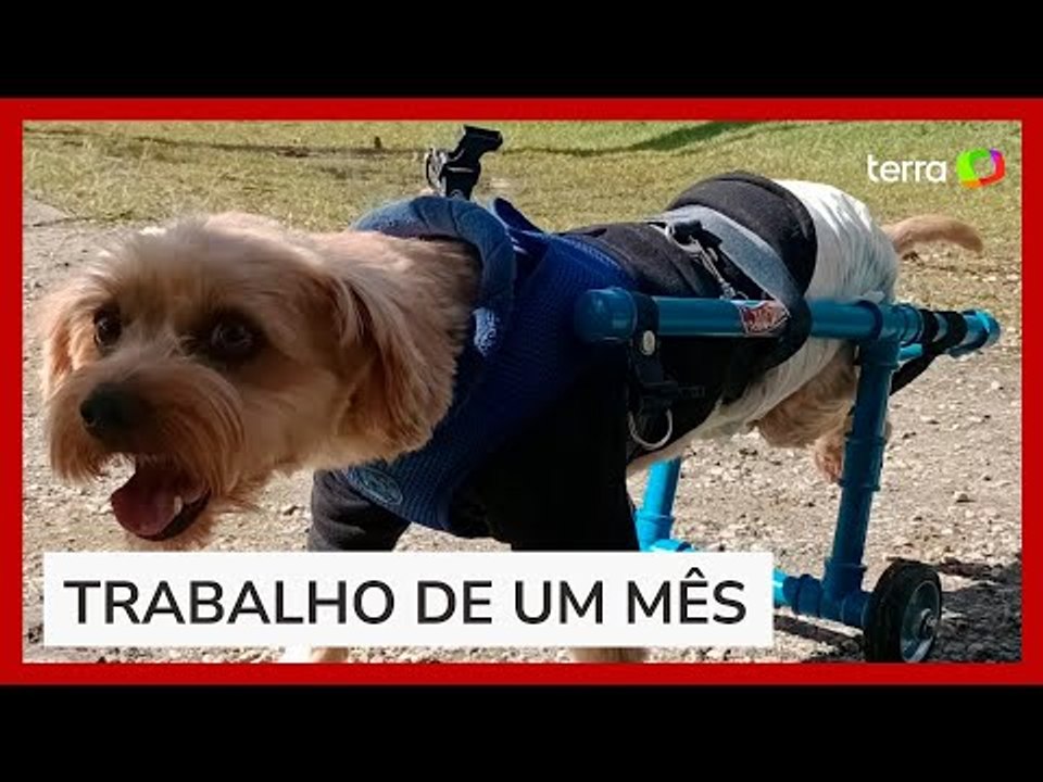 Cãozinho tetraplégico ganha cadeira de rodas de estudantes em SC