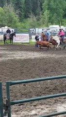 Cow Somersaults At Steer Wrestling Rodeo