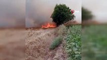 Anız yangını buğday tarlasına sıçradı çiftçinin emeği küle döndü