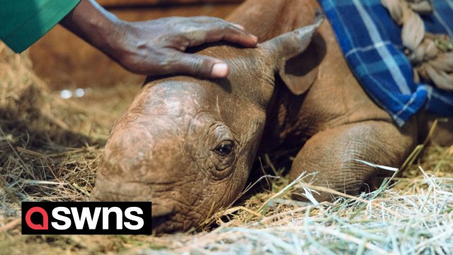 Orphaned baby rhino goes on a walk with keepers after being rescued from the wild