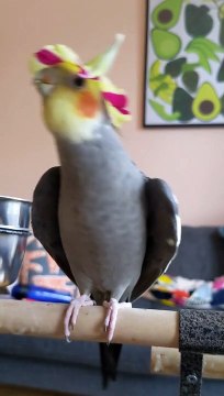 Cockatiel Wears Flower Hat And Sings Teapot Song