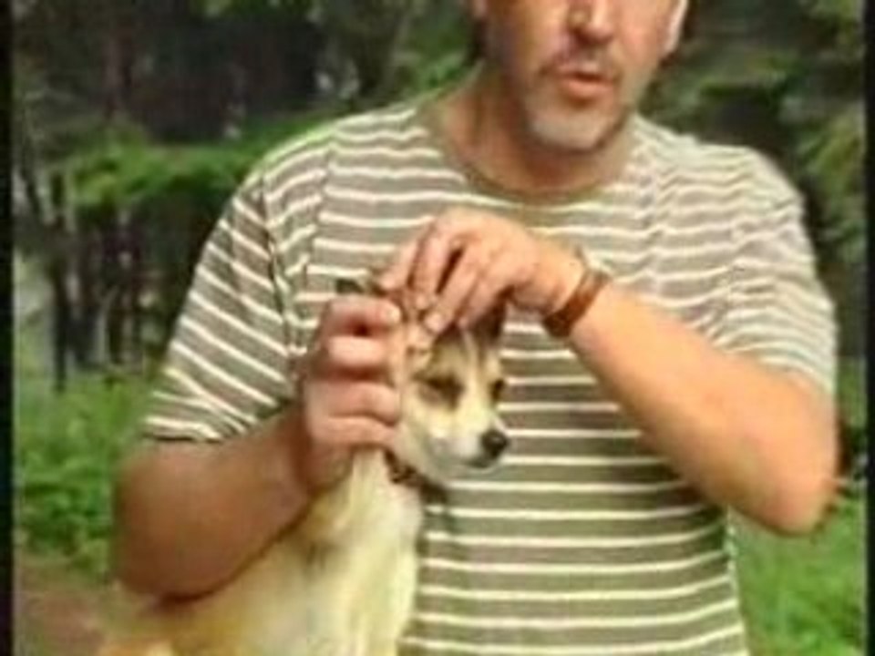 Le chien norvégien à macareux