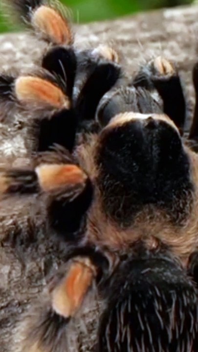 Animal video
