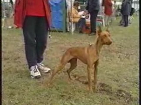 Le Galgo et le Podenco Ibizenco