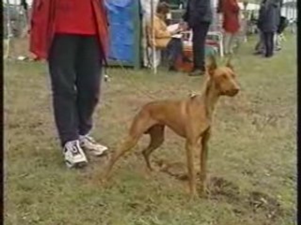 Le Galgo et le Podenco Ibizenco